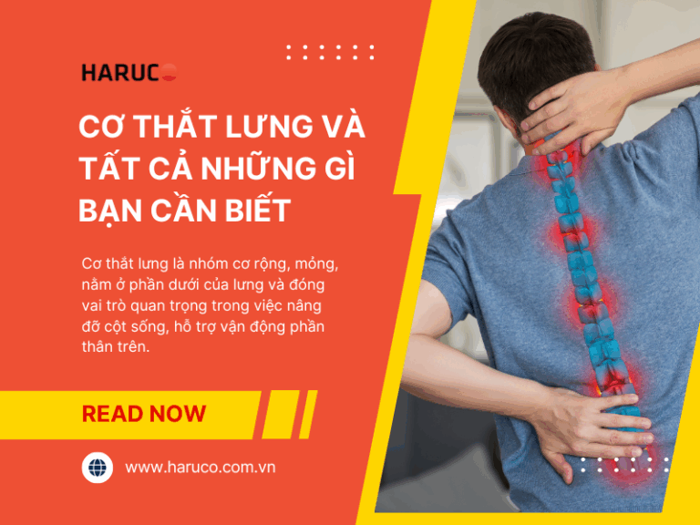 Cơ thắt lưng và tất cả những gì bạn cần biết