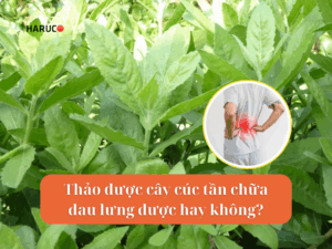 Thảo dược cây cúc tần chữa đau lưng được hay không?