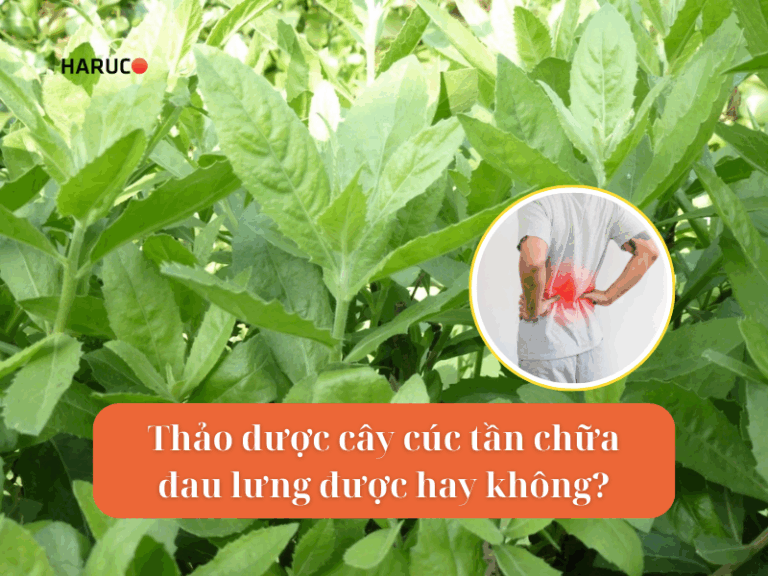 Thảo dược cây cúc tần chữa đau lưng được hay không?