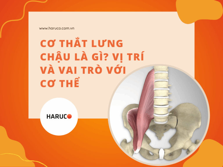 Cơ thắt lưng chậu là gì? Vị trí và vai trò với cơ thể