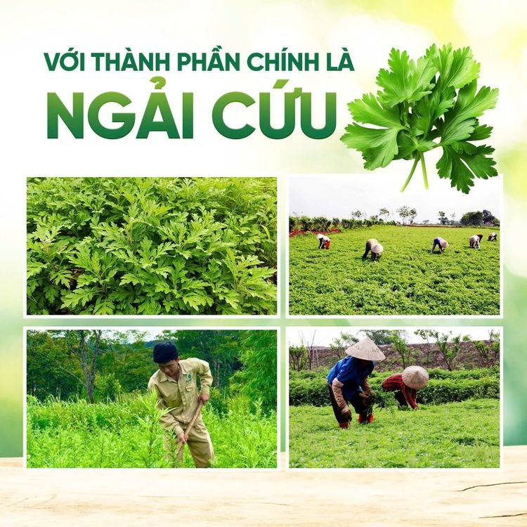 Thảm Ngải Cứu Đông Y Haruco HRC-99-3