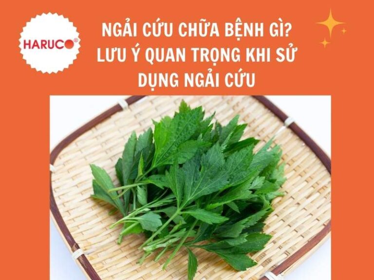 Ngải cứu chữa bệnh gì? Lưu ý quan trọng khi sử dụng ngải cứu