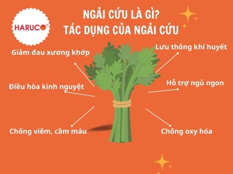 Ngải cứu là gì? Tác dụng của ngải cứu đối với sức khỏe