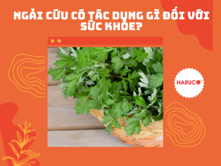 Ngải cứu có tác dụng gì đối với sức khỏe?