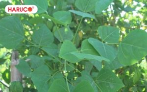 Uống nước lá vông có tác dụng phụ gì không? Những ai không nên uống