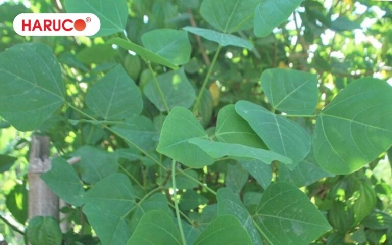 Uống nước lá vông có tác dụng phụ gì không? Những ai không nên uống